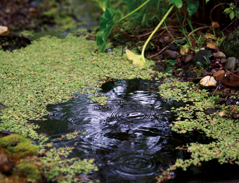 Outdoor pond and fern detail